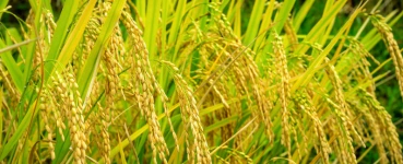 Commodities
